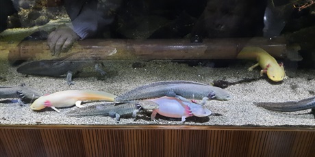 Powiększ grafikę: wyjscie-do-oceanarium-w-gdyni-425970.jpg