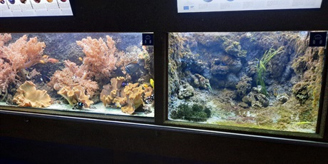 Powiększ grafikę: wyjscie-do-oceanarium-w-gdyni-425985.jpg