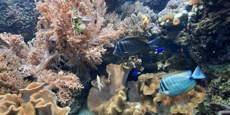 Powiększ grafikę: wyjscie-do-oceanarium-w-gdyni-425991.jpg