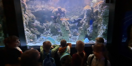 Powiększ grafikę: wyjscie-do-oceanarium-w-gdyni-426022.jpg