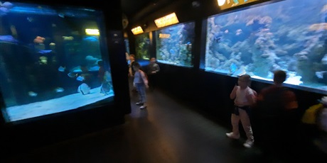 Powiększ grafikę: wyjscie-do-oceanarium-w-gdyni-426024.jpg