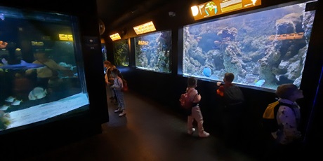 Powiększ grafikę: wyjscie-do-oceanarium-w-gdyni-426025.jpg