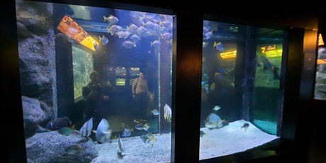 Powiększ grafikę: wyjscie-do-oceanarium-w-gdyni-426027.jpg