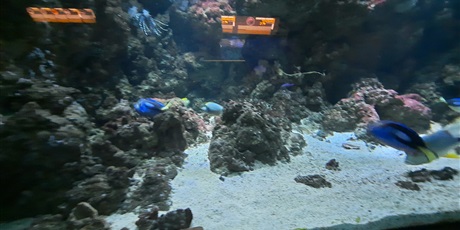 Powiększ grafikę: wyjscie-do-oceanarium-w-gdyni-426029.jpg