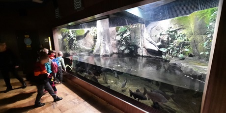 Powiększ grafikę: wyjscie-do-oceanarium-w-gdyni-426044.jpg