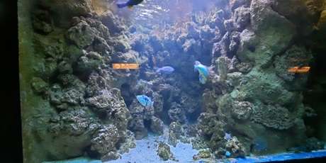 Powiększ grafikę: wyjscie-do-oceanarium-w-gdyni-426151.jpg