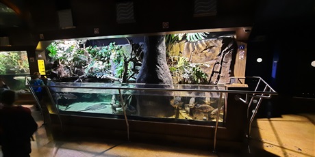 Powiększ grafikę: wyjscie-do-oceanarium-w-gdyni-426171.jpg